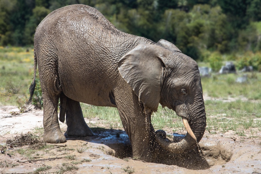 elephant